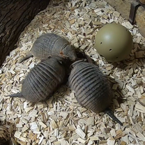 Big hairy armadillos